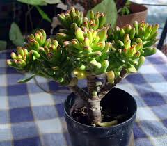 Crassula ovals red tip plant is known as money plant in fend sun and will bring prosperity to your life if planted. Crassula Ovata Hobbit Tips For Growing Hobbit Jade Plant