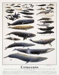 251 Cetaceans 14 X 18