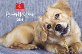 Happy new year from the futurama puppies! Happy New Year Archives Oi