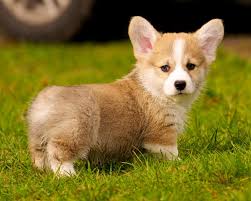Why buy a corgi puppy for sale if you can adopt and save a life? California Corgis