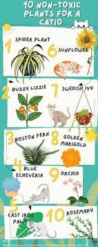 10 Non Toxic Plants For Cats And A