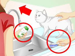 Rinse well, so as to not leave any residue. How To Inconspicuously Bathe A Cat Without Being Scratched