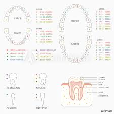 Photo Art Print Human Tooth Anatomy Chart Diagram Teeth