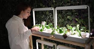 How To Start Hydroponic Farming At Home