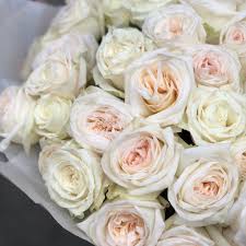Garden Roses White O Hara Prefere