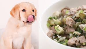 homemade en dog food recipes