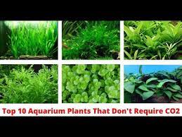 aquarium plants that don t need co2