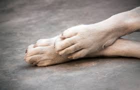 Why Dogs Lick Their Paws Extreme Dog