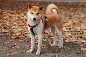 #shibaswap on the way, yet we already have more holders than. The Ascension Of Shib And Next Steps For Leash By Ryoshi Research Medium
