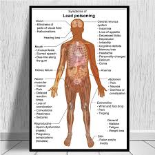 Anatomical Chart Human Body Anatomy Medical Chart Health Poster And Prints Painting Art Wall Pictures For Living Room Home Decor