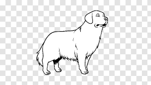 Our intake coordinator has tagged a golden retriever mix named coco from a shelter near dallas. Golden Retriever Puppy Coloring Book Colouring Pages Organism Transparent Png