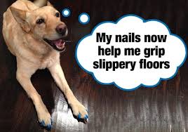14 tricks to stop your dog slipping and