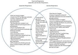 Cellular Respiration And Photosynthesis Venn Diagram Kozen