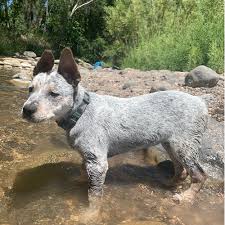 An adoption counselor will connect with you to assess your situation and determine if the dog is a good fit. Adopt An Australian Cattle Dog Puppy Near Phoenix Az Get Your Pet