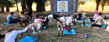get happy with original goat yoga