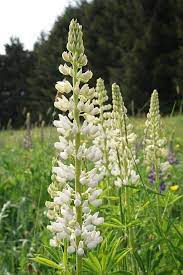 This native mint variety creates a blanket of white blooms in almost any meadow, growing to be about 3' tall. 45 Types Of White Flowers With Pictures Flower Glossary