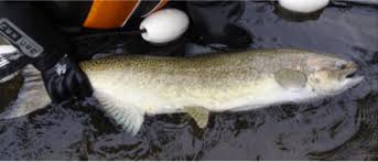 Chinook Salmon Oncorhynchus Tshawytscha Okanagan