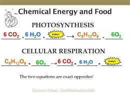 Food consists of organic molecules that store energy in their chemical bonds. Biochemical Symbol Shefalitayal