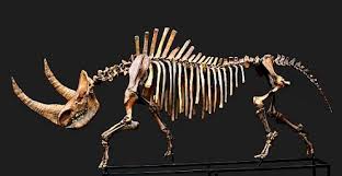 Image result for woolly rhino