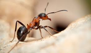 darwin ants control of darwin ants