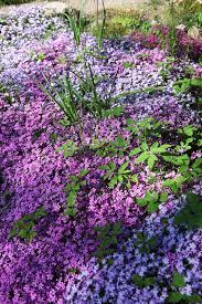 Summer flowering shrubs that don't stop blooming! 22 Best Ground Cover Plants Best Low Growing Perennial Flowers