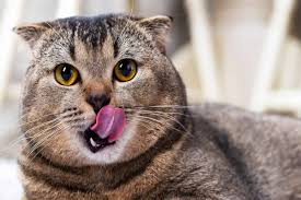 cat licking lips 11 possible reasons