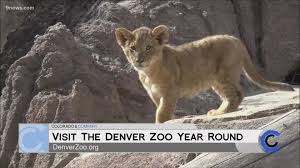 denver zoo lions september 8 2021