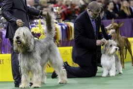 The westminster kennel club dog show, the biggest dog competition of the year (sorry puppy bowl ) took place in new york at madison square garden on tuesday. Meet 20 Years Of Westminster S Best In Show Winners Pennlive Com