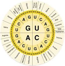 Biology Exams 4 U Genetic Code Definition