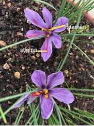 uc master gardeners of santa clara