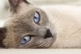 I believe that every cat breed has its own particular nature, and the temperament of the siamese cat makes it quite unlike other. Siamese Cat Breed Information Temperament Health