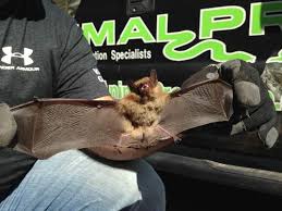 Bats In The Basement Memphis Animal Pros