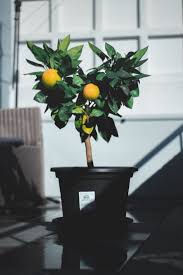 How To Grow And Care For A Lemon Tree
