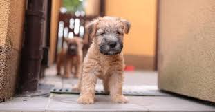 wheaten terrier dog breed complete