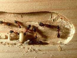 Carpenter Ants, Genus Camponotus