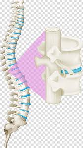 There also are bands of fibrous connective tissue—the. White Spinal Cord Illustration Back Pain Vertebral Column Human Back Spinal Cord White Bones Of The Spine Transparent Background Png Clipart Hiclipart