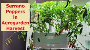 grow serrano peppers in aerogarden