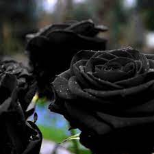 rare black rose only grows in a