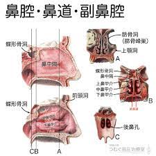 鼻腔 鼻道 副鼻腔 鼻腔の内側壁 鼻中隔 鼻腔の外側壁 上鼻甲介 中鼻甲介 下鼻甲介 各鼻甲介の下 各鼻道 副鼻腔 前頭洞 蝶形骨洞 篩骨洞 上顎洞 最大の副鼻腔 上顎洞 蝶形骨洞は鼻腔の後上方 後篩骨洞は上鼻道に開口 それ以外の副鼻腔はすべて中