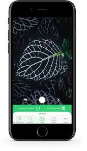 Among other features, this free app helps identifying plant species from photographs, through a visual recognition software. Plantsnap Plant Identifier App 1 Mobile App For Plant Identification