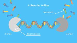 Der grundbaustein der mrna ist das nukleotid. Mrna Aufbau Funktion Und Degradation Mit Video Mit Video