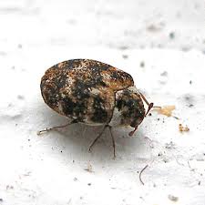 carpet beetles learn about nature