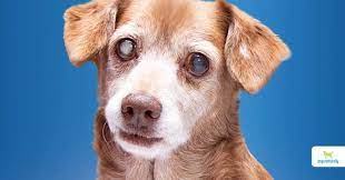 cataracts in dogs can you avoid