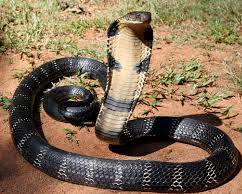 King cobra venomous snake