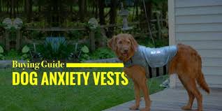 5 Best Dog Anxiety Vests Thundershirt Akc Diy Buying Guide