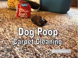 carpet cleaning dog d i y you