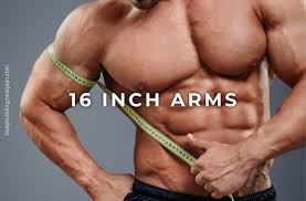 16 inch arms are based on height weight