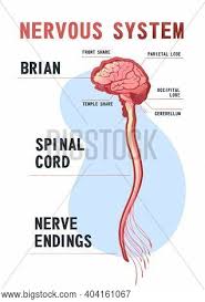The nervous system, along with the endocrine system, regulates homeostasis. Human Central Nervous Vector Photo Free Trial Bigstock