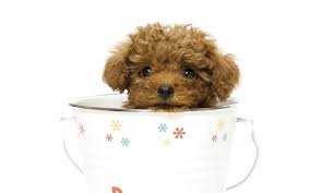 teacup poodle in a teacup