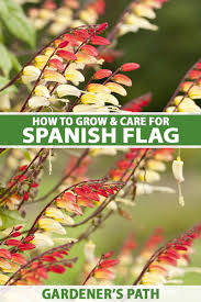 spanish flag fireer vine